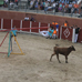 foto de los novillos
